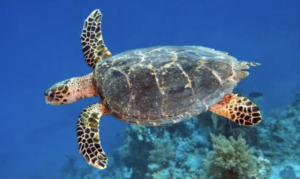 Ban on capturing turtles