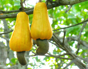 Cashew or Cajuil