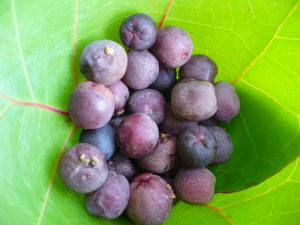 Grape (uva)