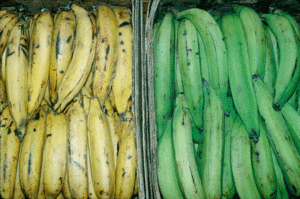 Banana (Guineo) and Plantains (Platano)
