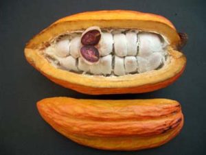 Cacao