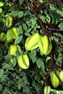 Carambola, also known as starfruit