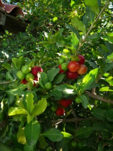 Acerola / barbados cherry / cereza