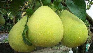 Grapefruit (Grei-fru o Toronja)