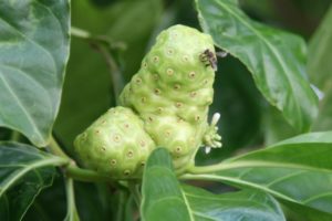 noni fruit