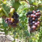 Uva de playa – sea grape
