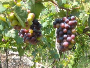 Uva de playa – sea grape